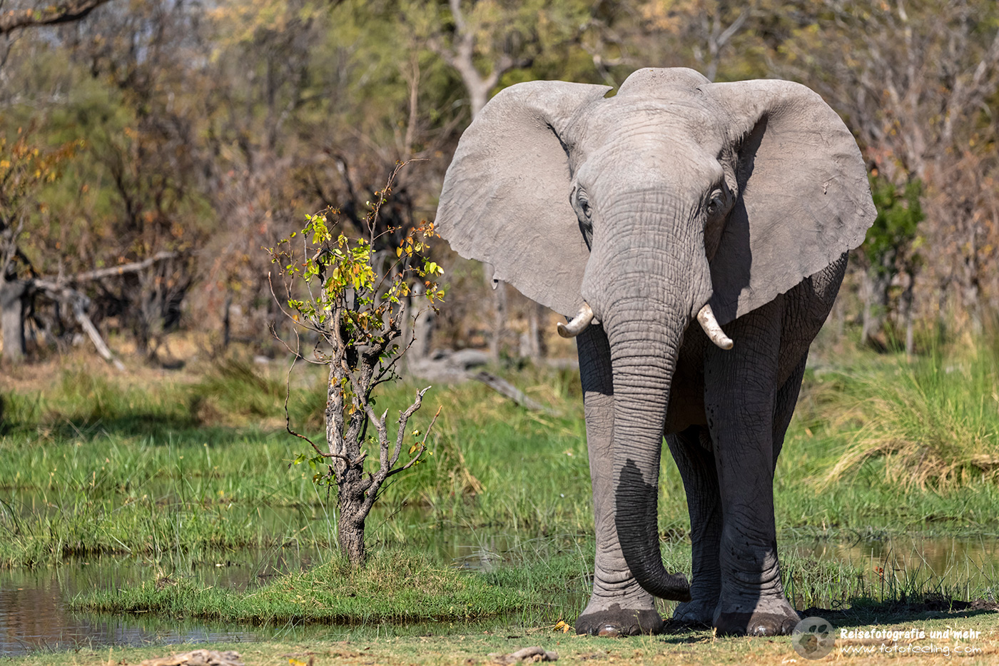 Afrikanischer Elefant