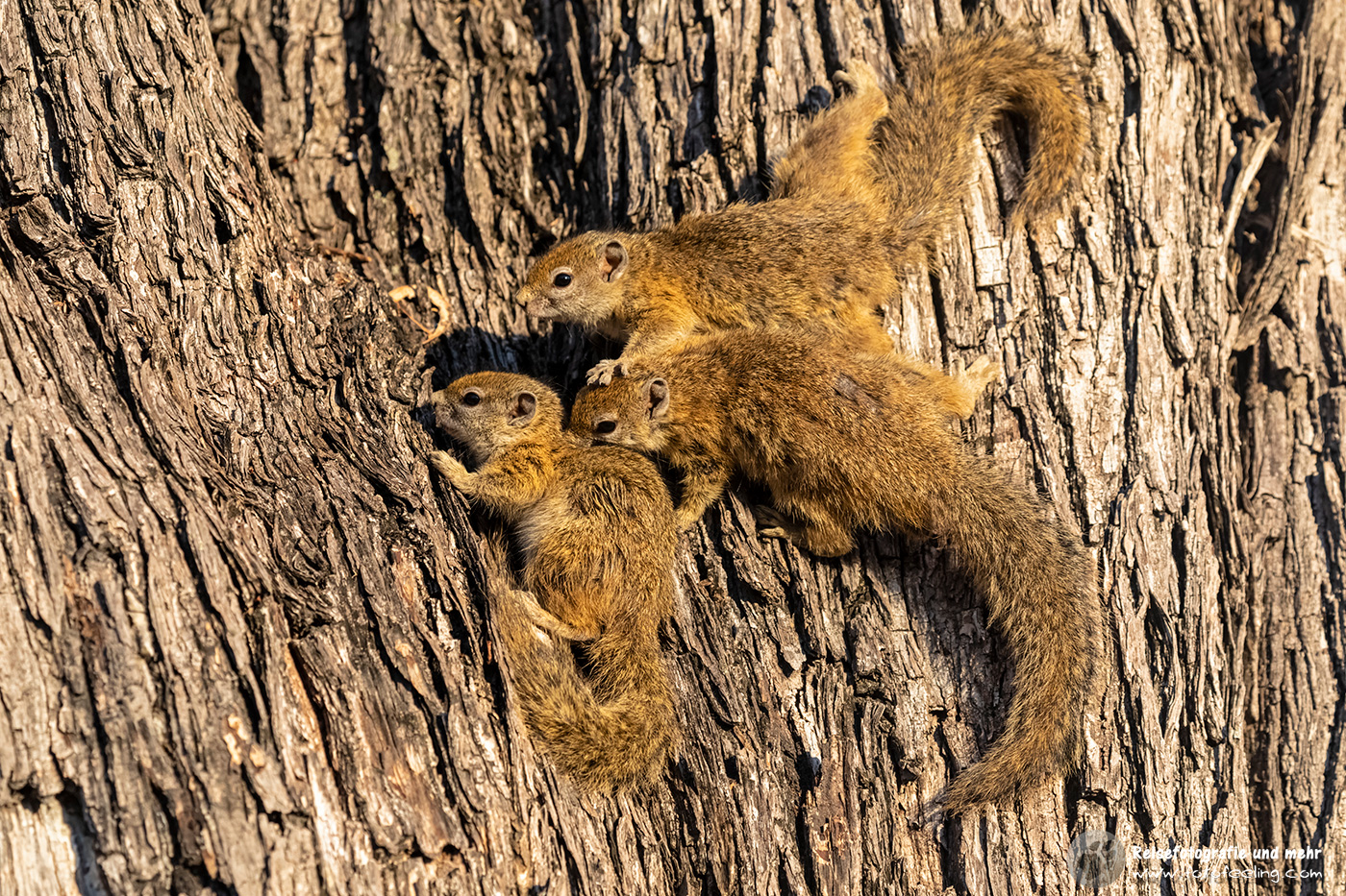 Afrikanische Buschhörnchen (Paraxerus)