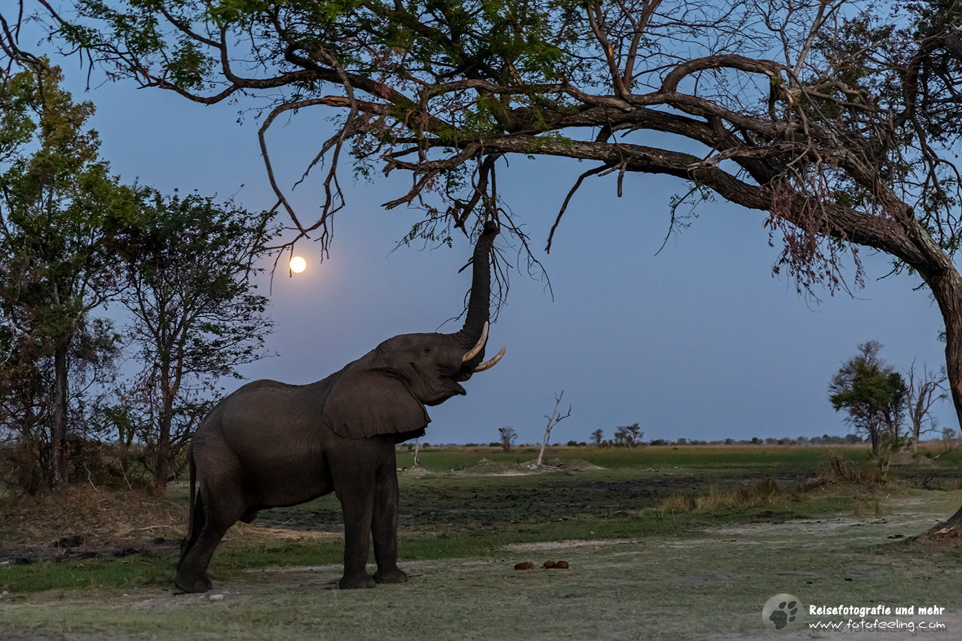 Afrikanischer Elefant bei Vollmond