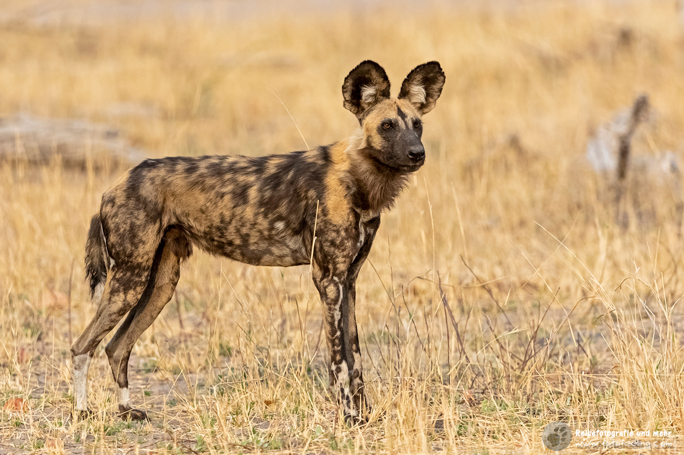 Afrikanischer Wildhund (Lycaon pictus)
