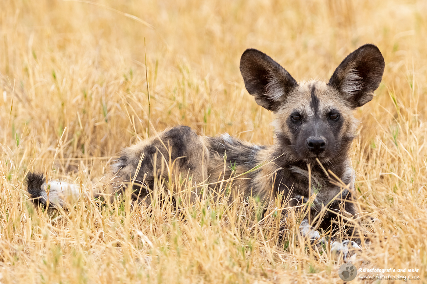 Afrikanischer Wildhund (Lycaon pictus) - Jungtier