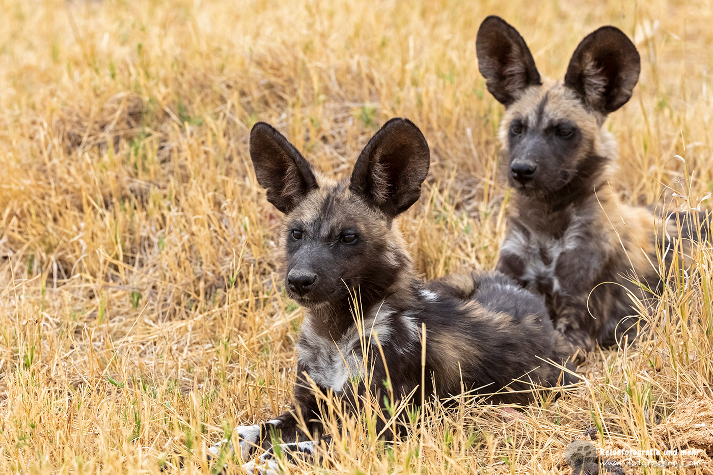 Afrikanische Wildhunde (Lycaon pictus) - Jungtiere