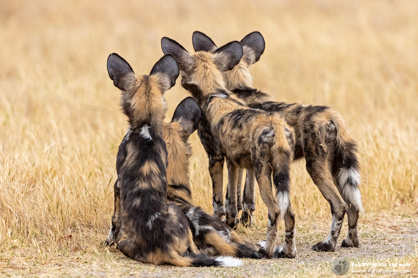 Afrikanische Wildhunde (Lycaon pictus) - Jungtiere