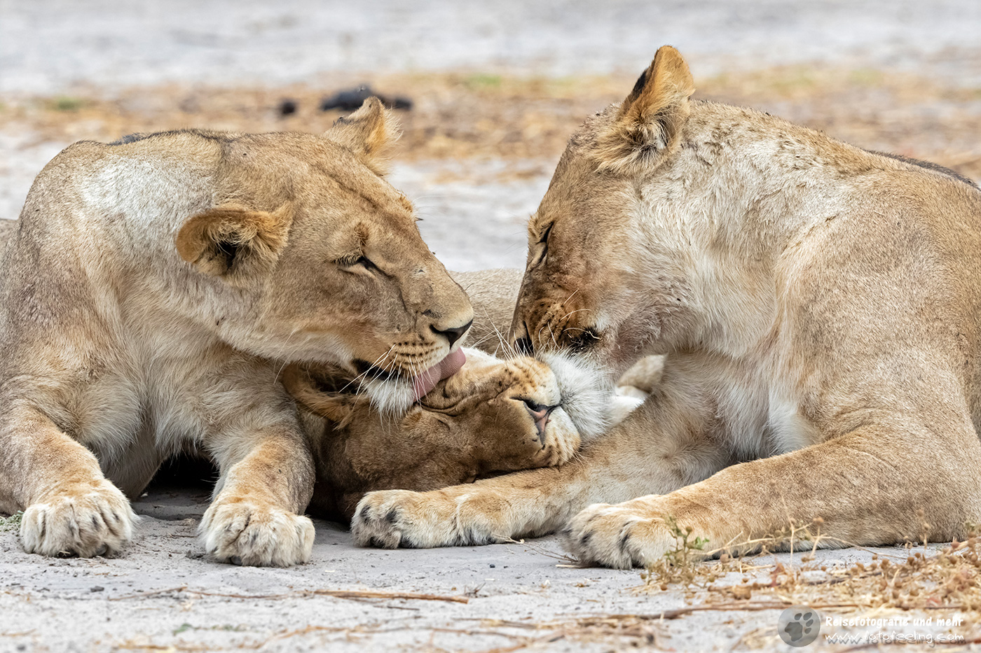 Löwen, Lion (Panthera leo) beim der Fellpflege