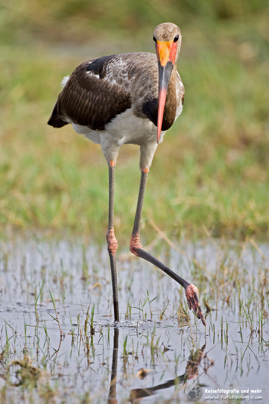Sattelstorch (Ephippiorhynchus senegalensis)