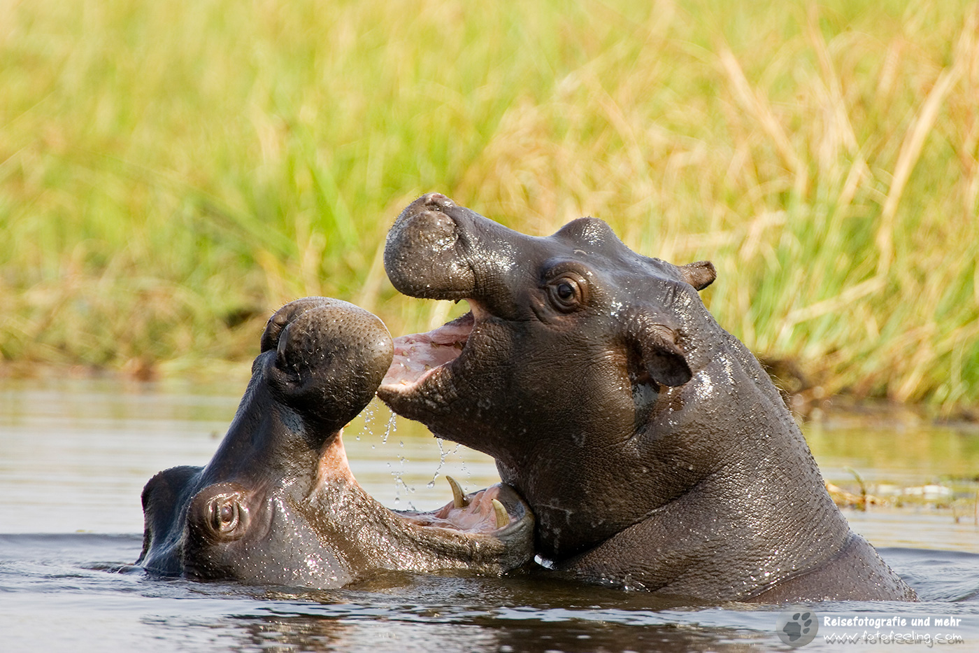 Junge Flusspferde, Nilpferde, Großflusspferde (Hippopotamus amphibius) beim Spielen