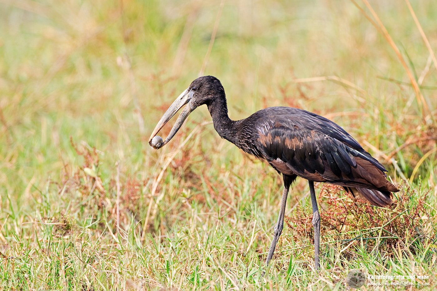 Afrikanischer Klaffschnabel (Klaftschnabel), Mohrenklaffschnabel (Anastomus lamelligerus) mit einer Schnecke im Schnabel