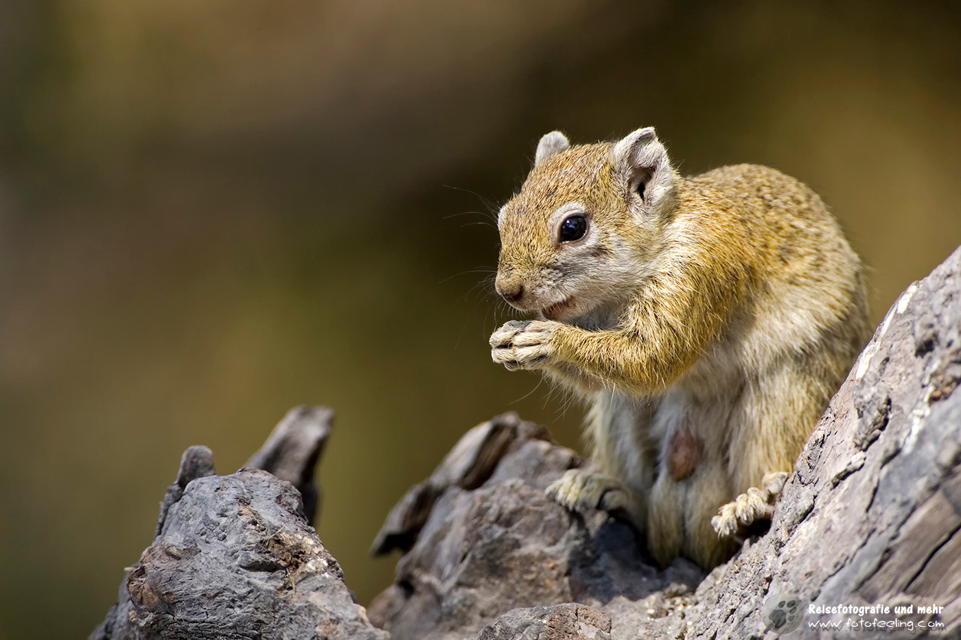 Baumhörnchen, afrikanisches Buschhörnchen(Paraxerus cepapi)