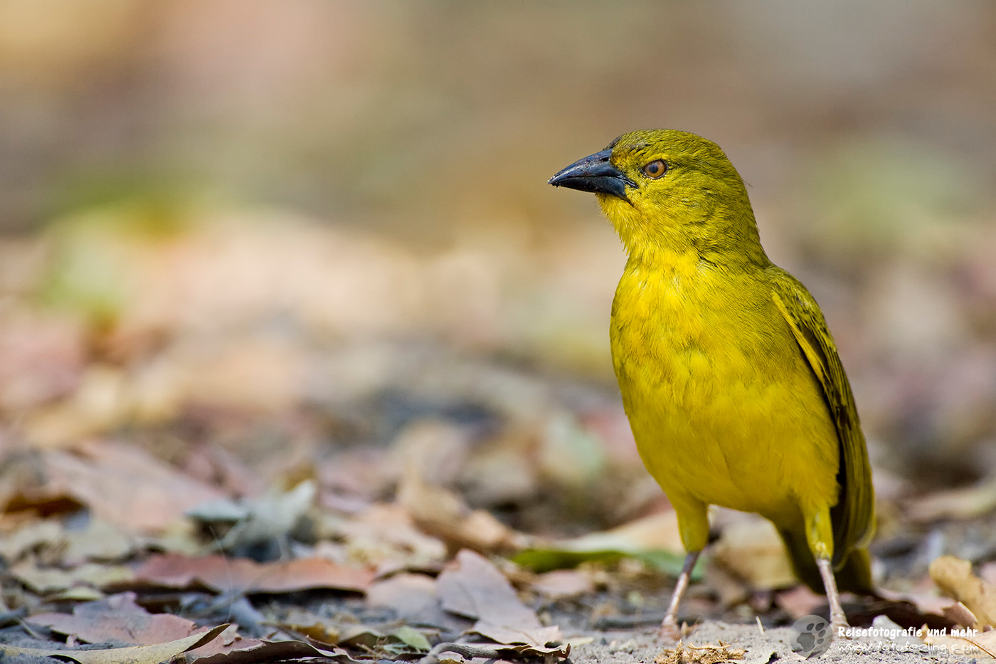 Kapweber (Textor capensis)