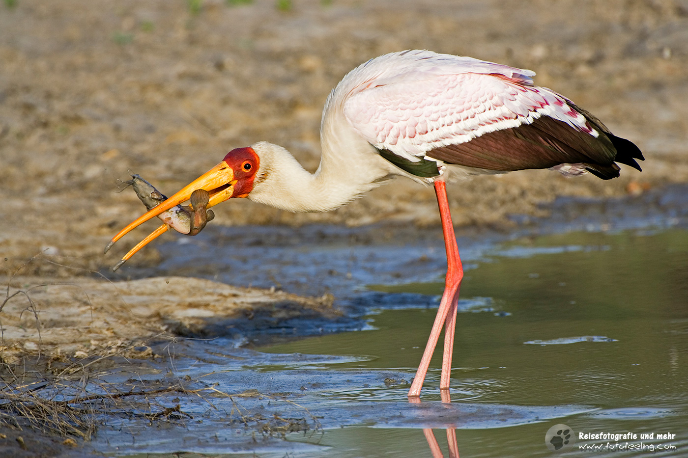 Nimmersatt (Mycteria ibis) mit einem Fisch im Schnabel