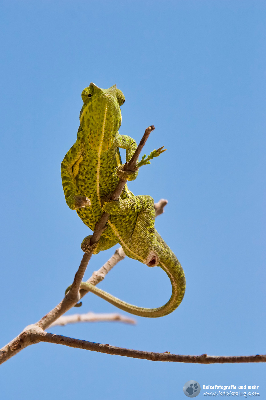 Chamäleon (Chamaeleonidae) in einem Baum