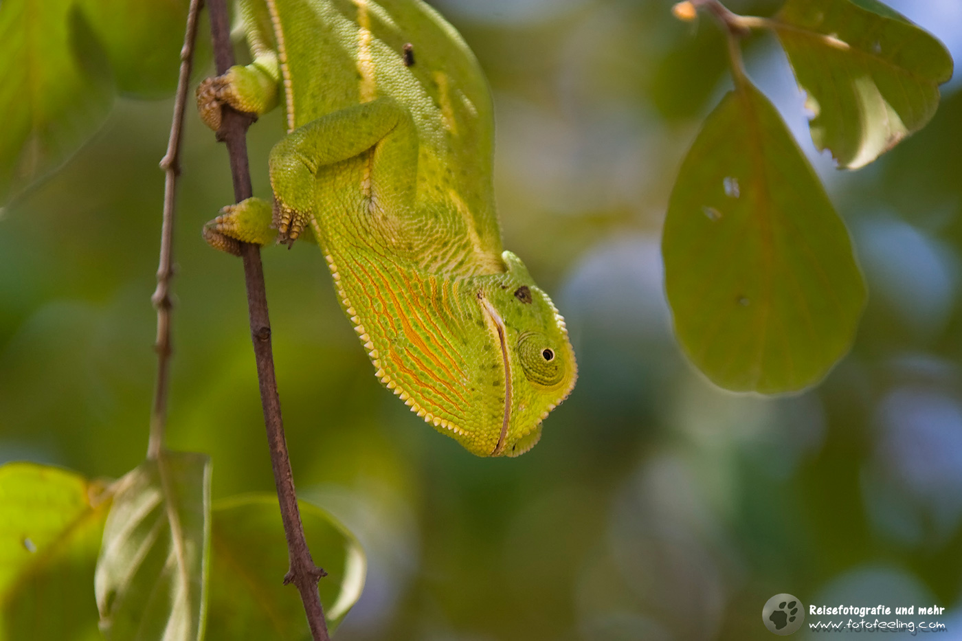 Chamäleon (Chamaeleonidae) in einem Baum
