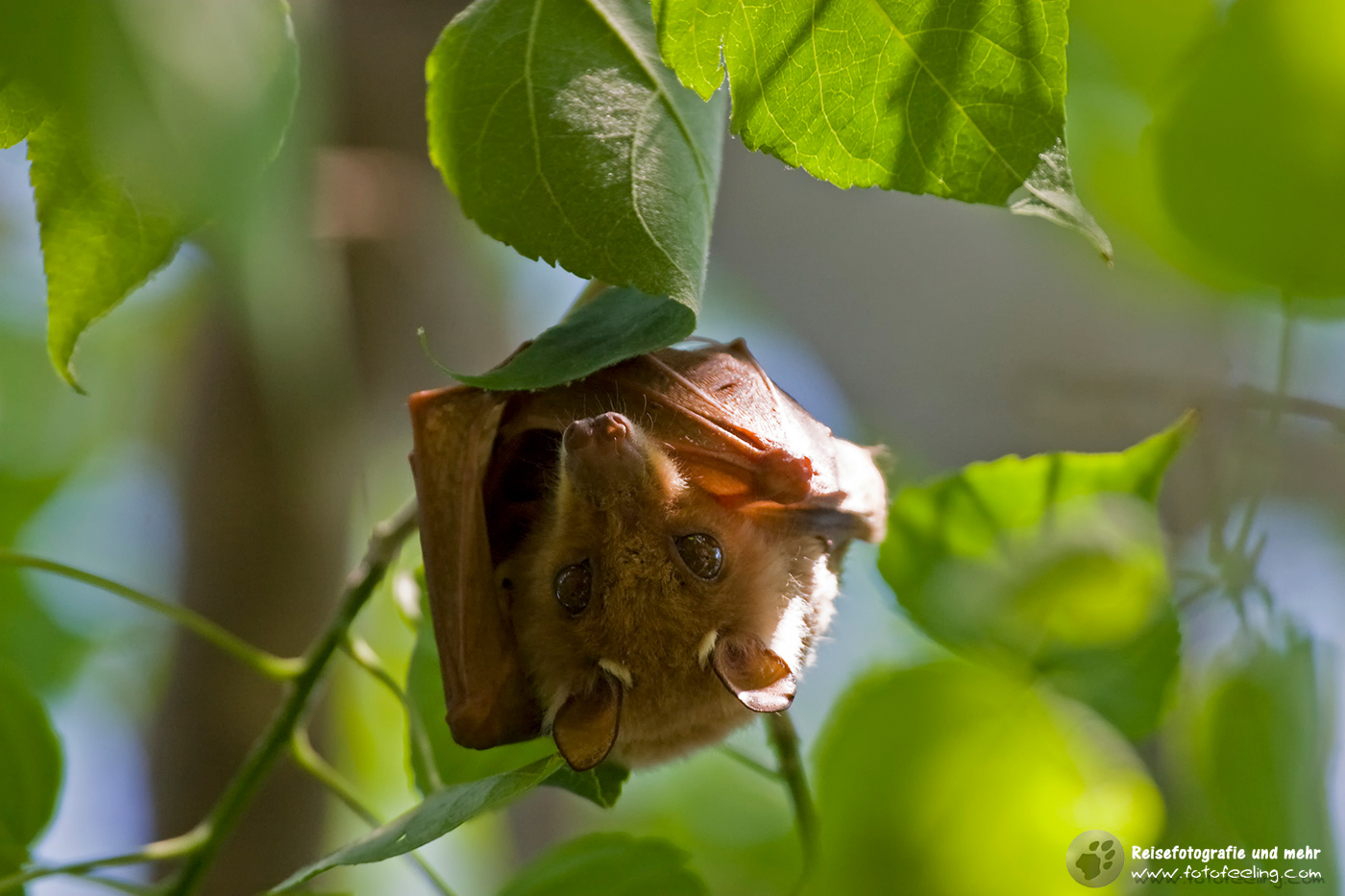 Peters Epauletten Flughund, Fruchtfledermaus (Epomophorus crypturus)