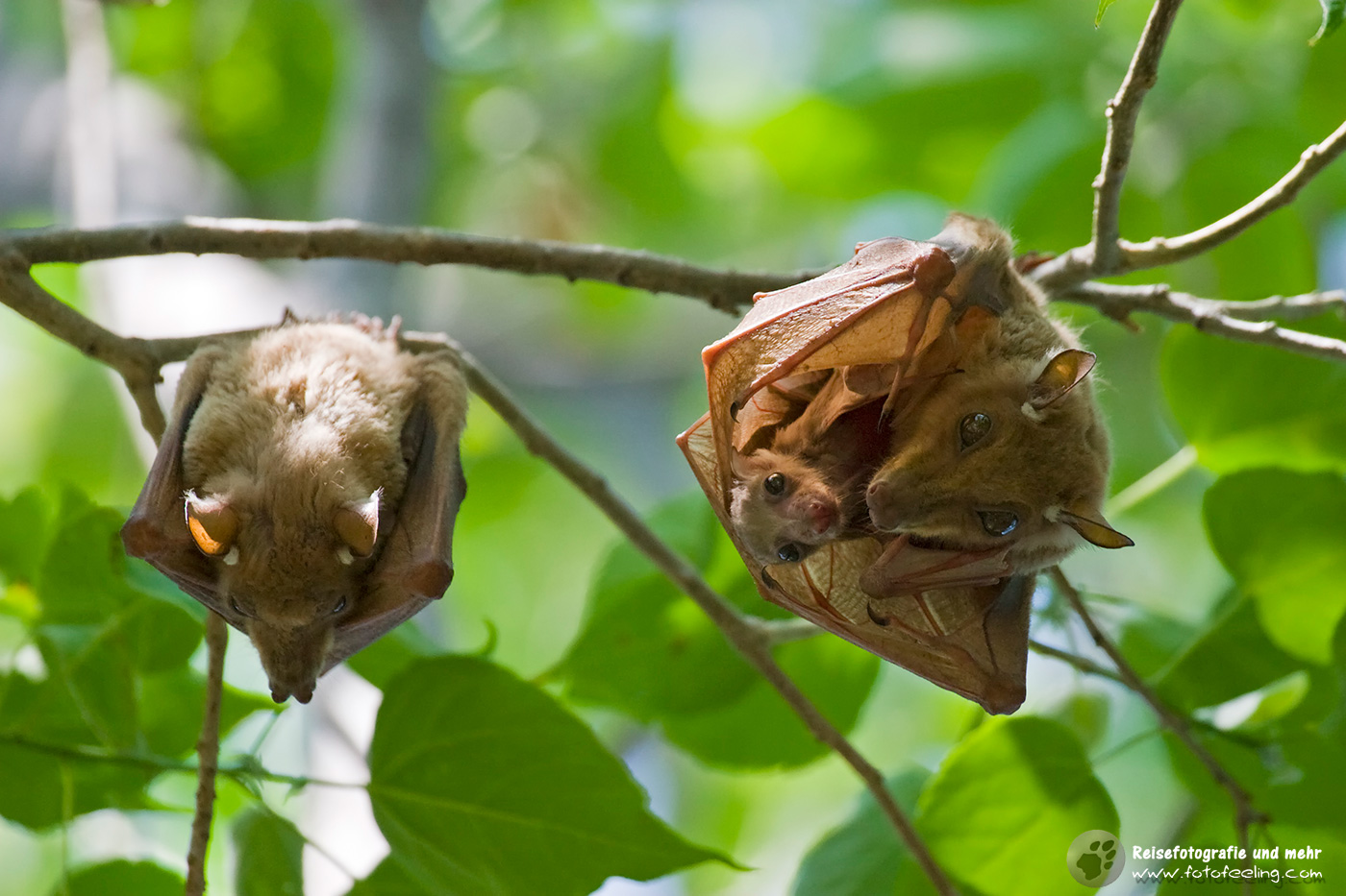 Peters Epauletten Flughund, Fruchtfledermaus (Epomophorus crypturus)