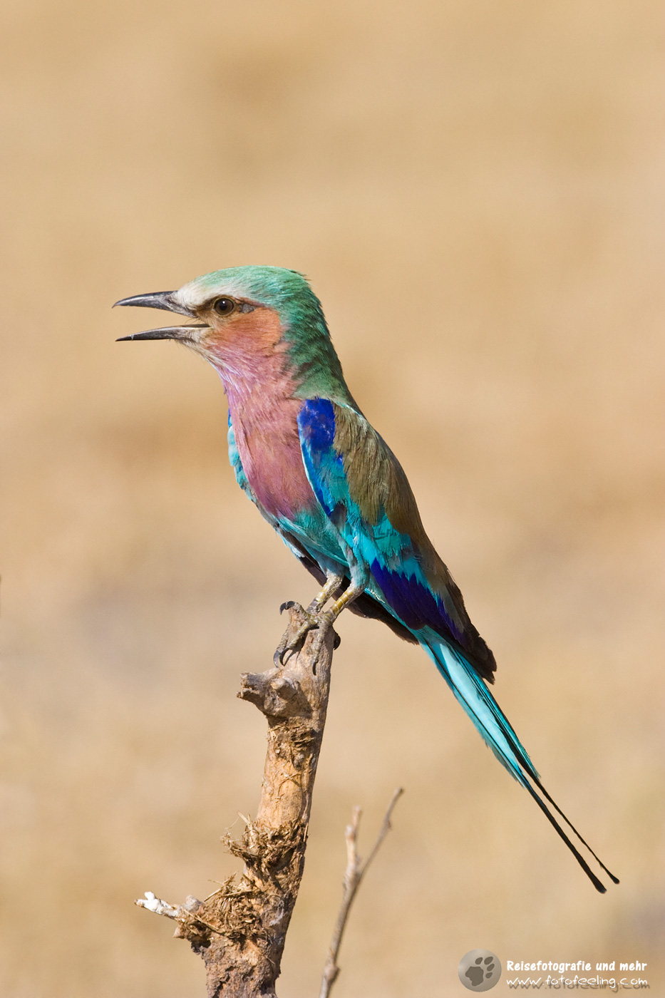 Gabelracke, Gabelrake, Grünscheitelracke, Gabelschwanzracke (Coracias caudata)