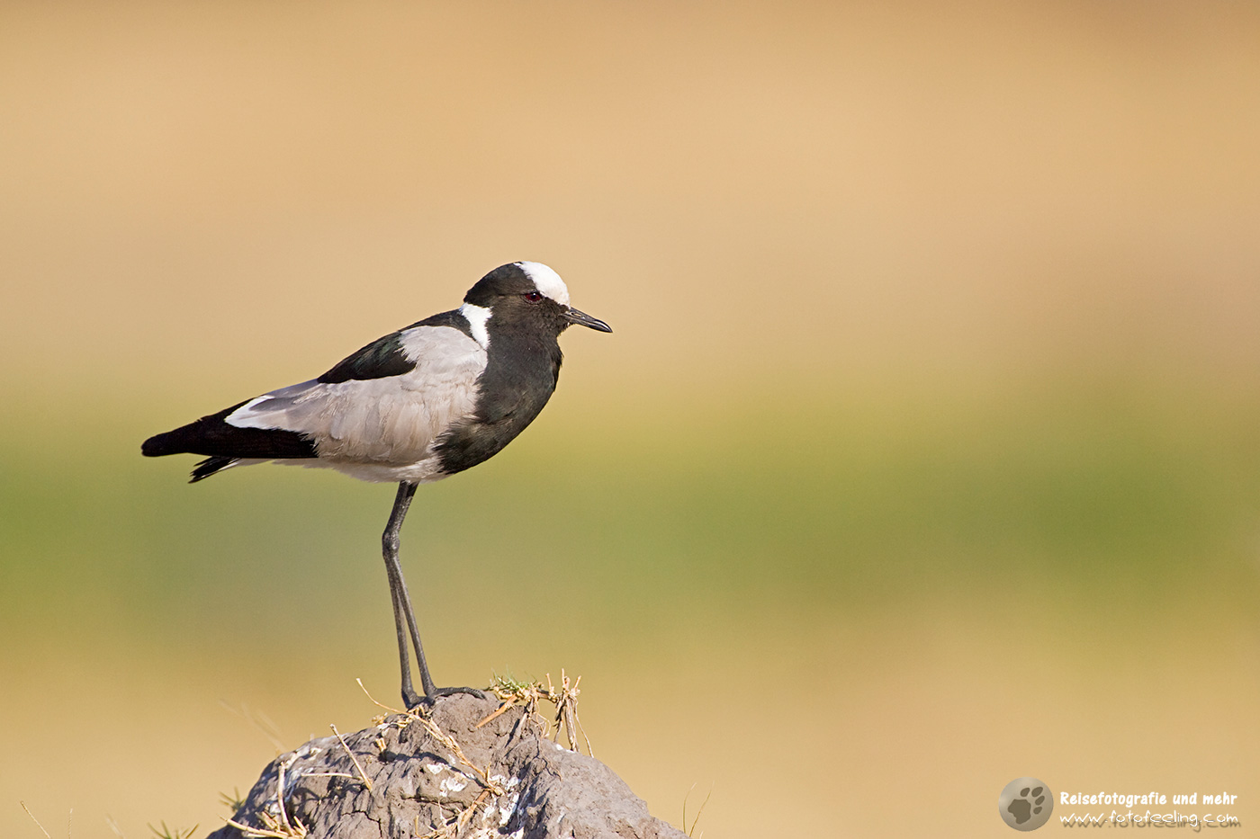 Waffenkiebitz (Vanellus armatus)
