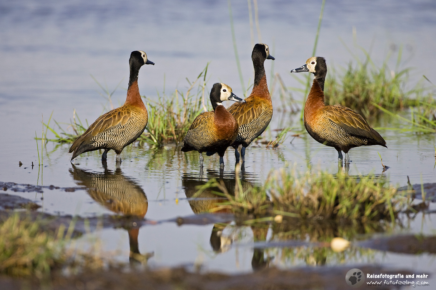Witwenpfeifgans, Witwenente (Dendrocygna viduata)