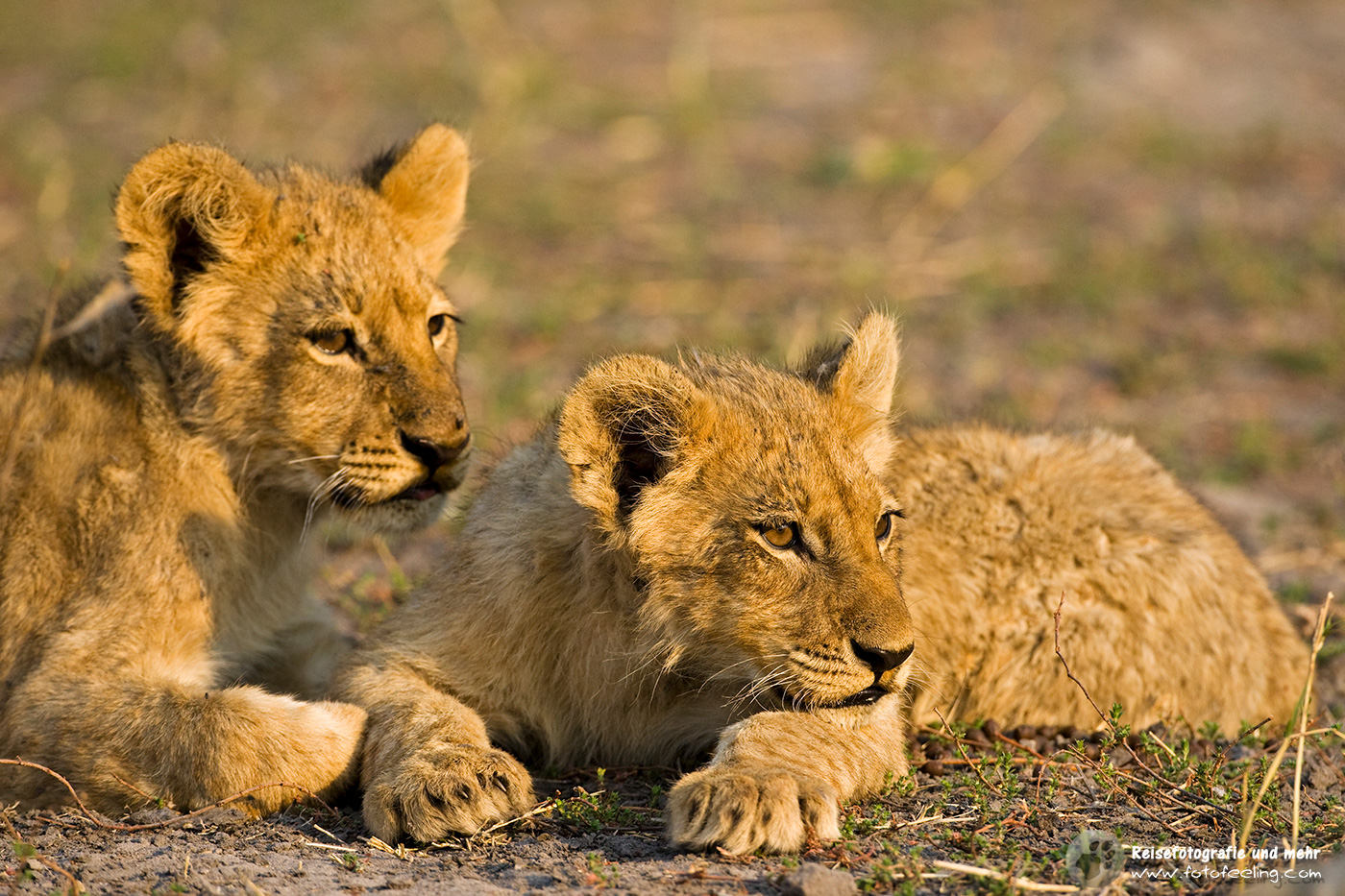 Löwenjunge (Panthera leo)