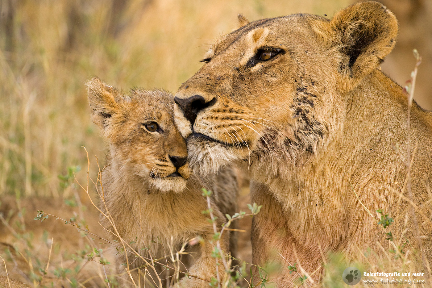Löwin (Panthera leo) und Junges