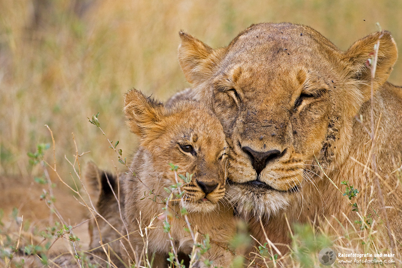 Löwin (Panthera leo) und Junges