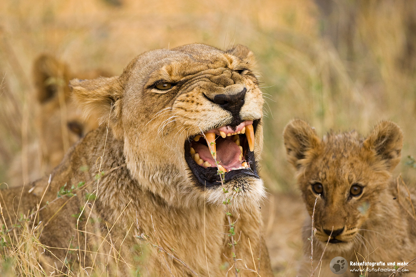 Löwin (Panthera leo) und Junge