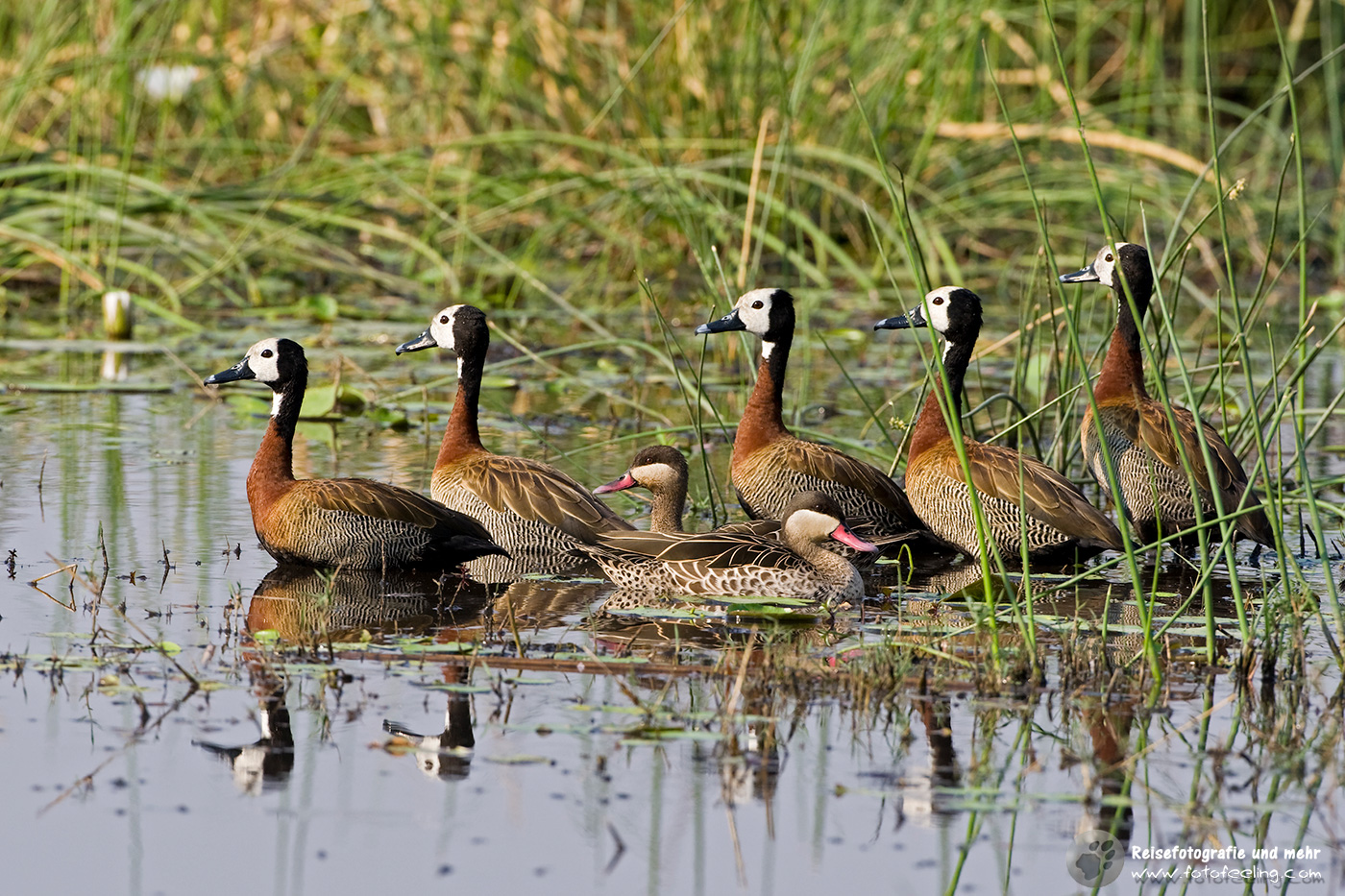 Witwenpfeifgans, auch Witwenpfeifente, Witwenente, Nonnenente oder Nonnen-Pfeifgans (Dendrocygna viduata)