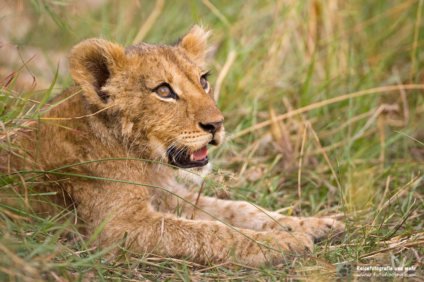 Löwenjunges (Panthera leo)