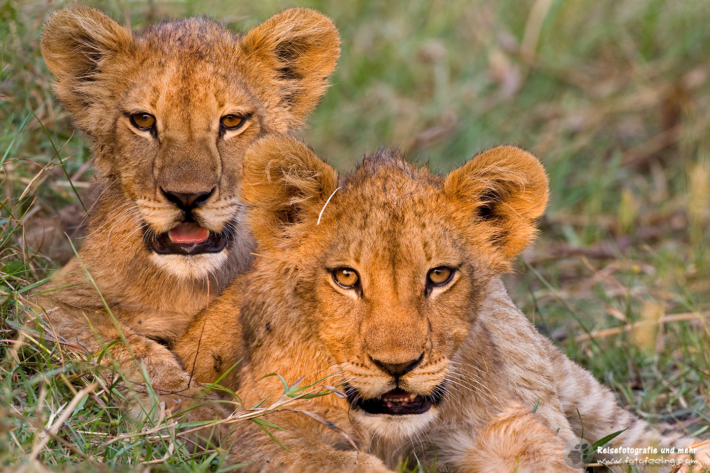 Löwenjunge (Panthera leo)