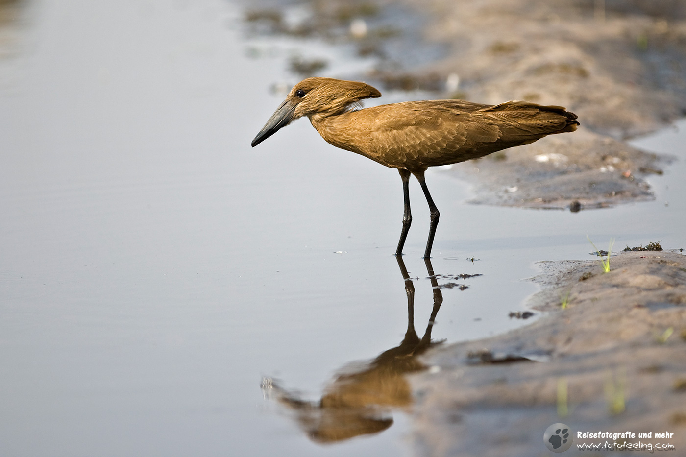 Hammerkopf oder Schattenvogel (Scopus umbretta)