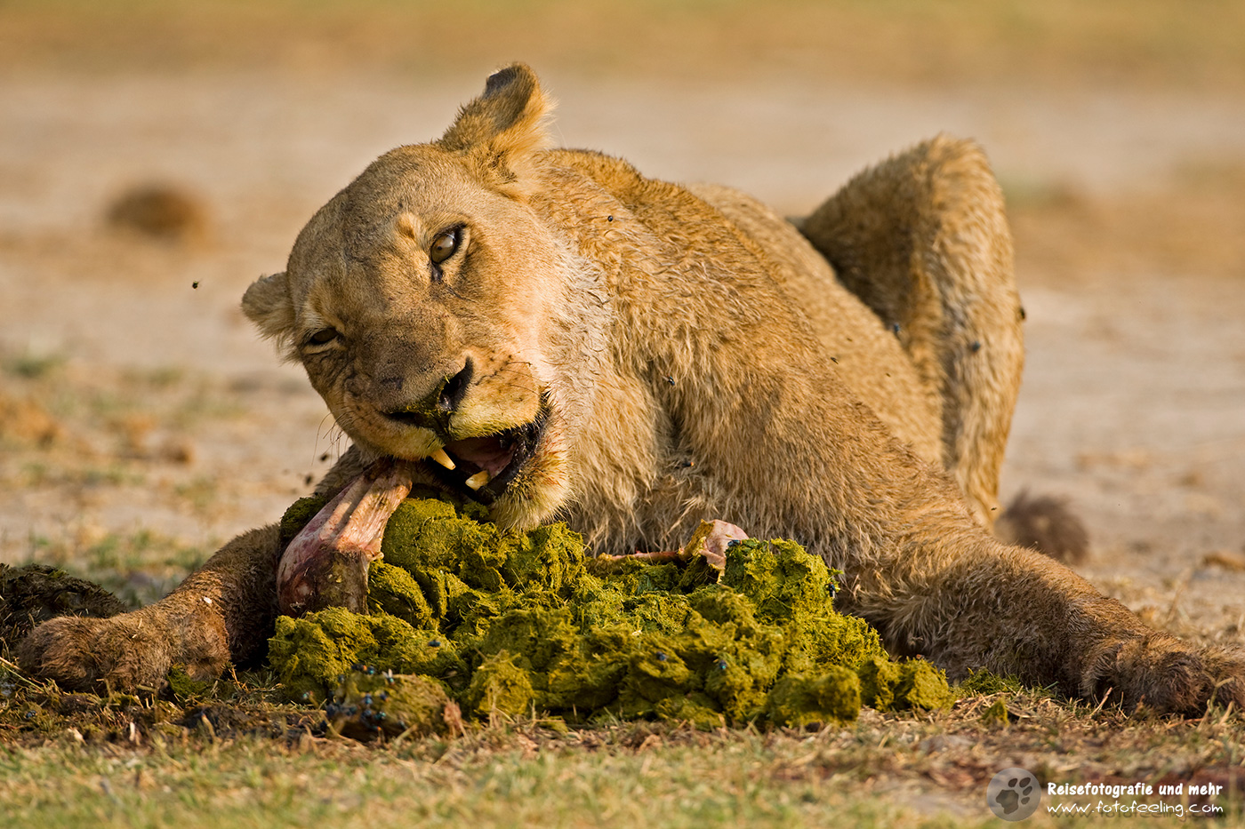 Löwin (Panthera leo) öffnet den Magen einer erbeuteten Antilope