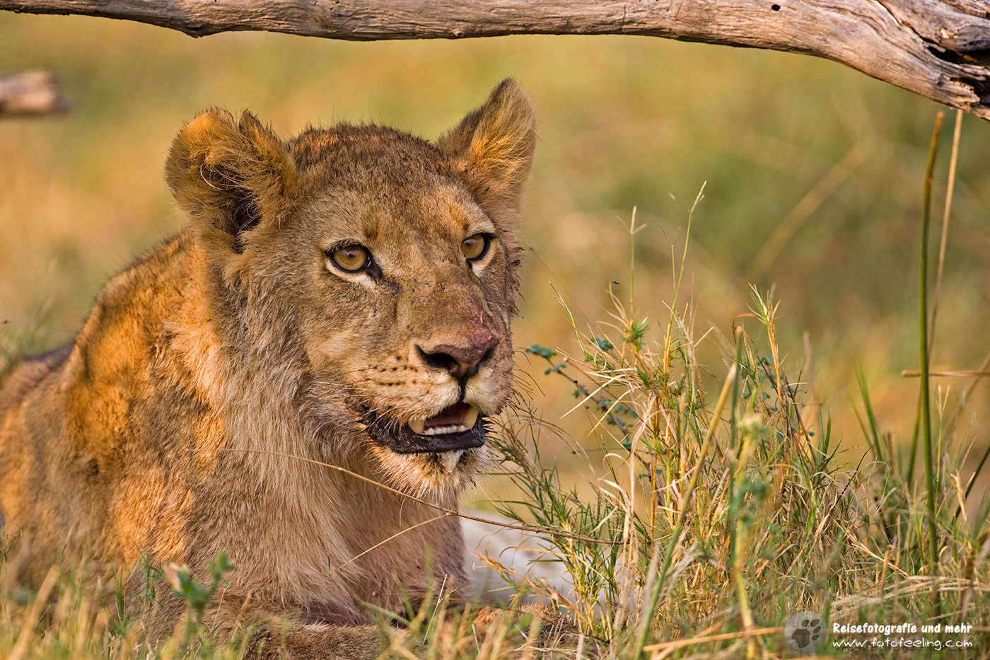 Löwin (Panthera leo)