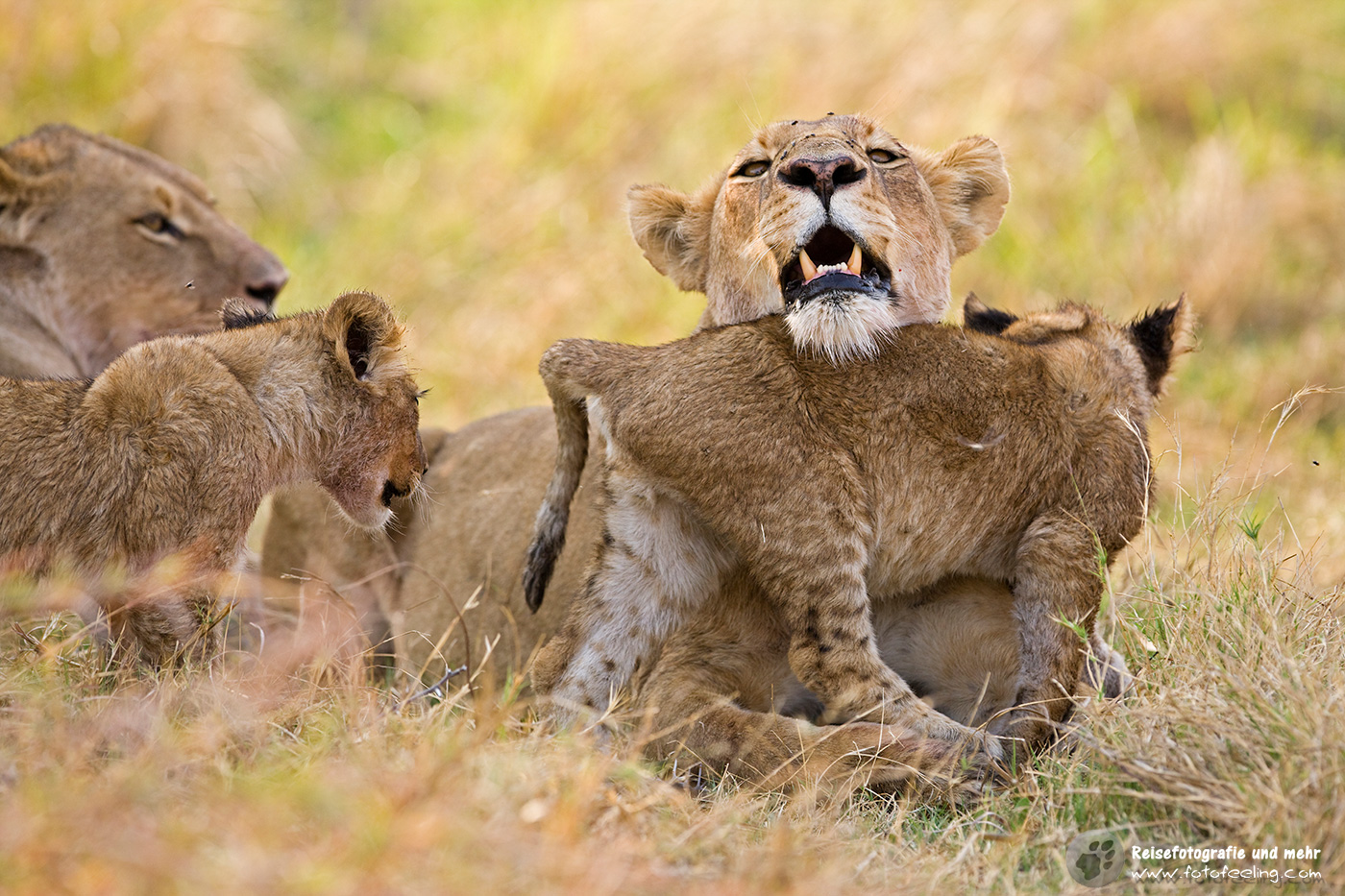 Löwenfamilie (Panthera leo)