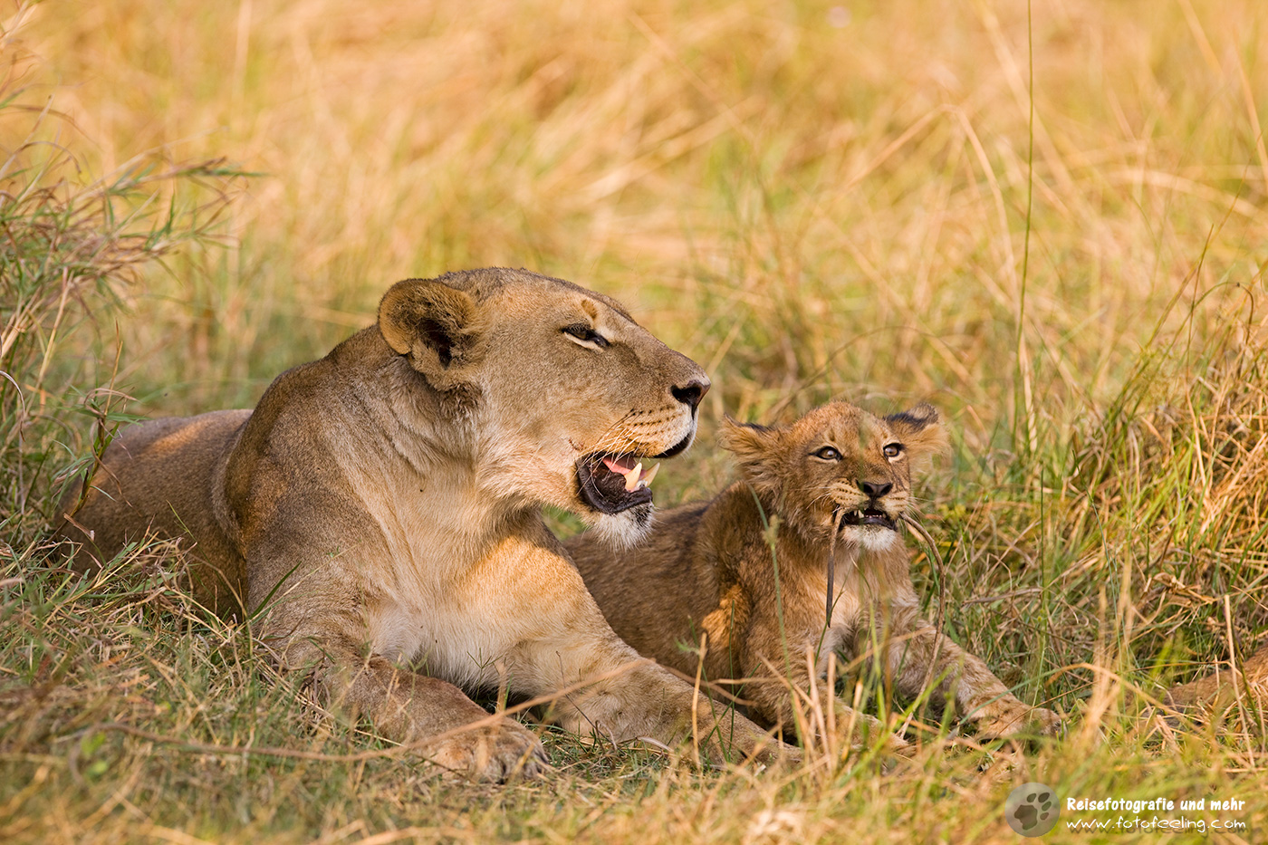 Löwin (Panthera leo) mit Jungem