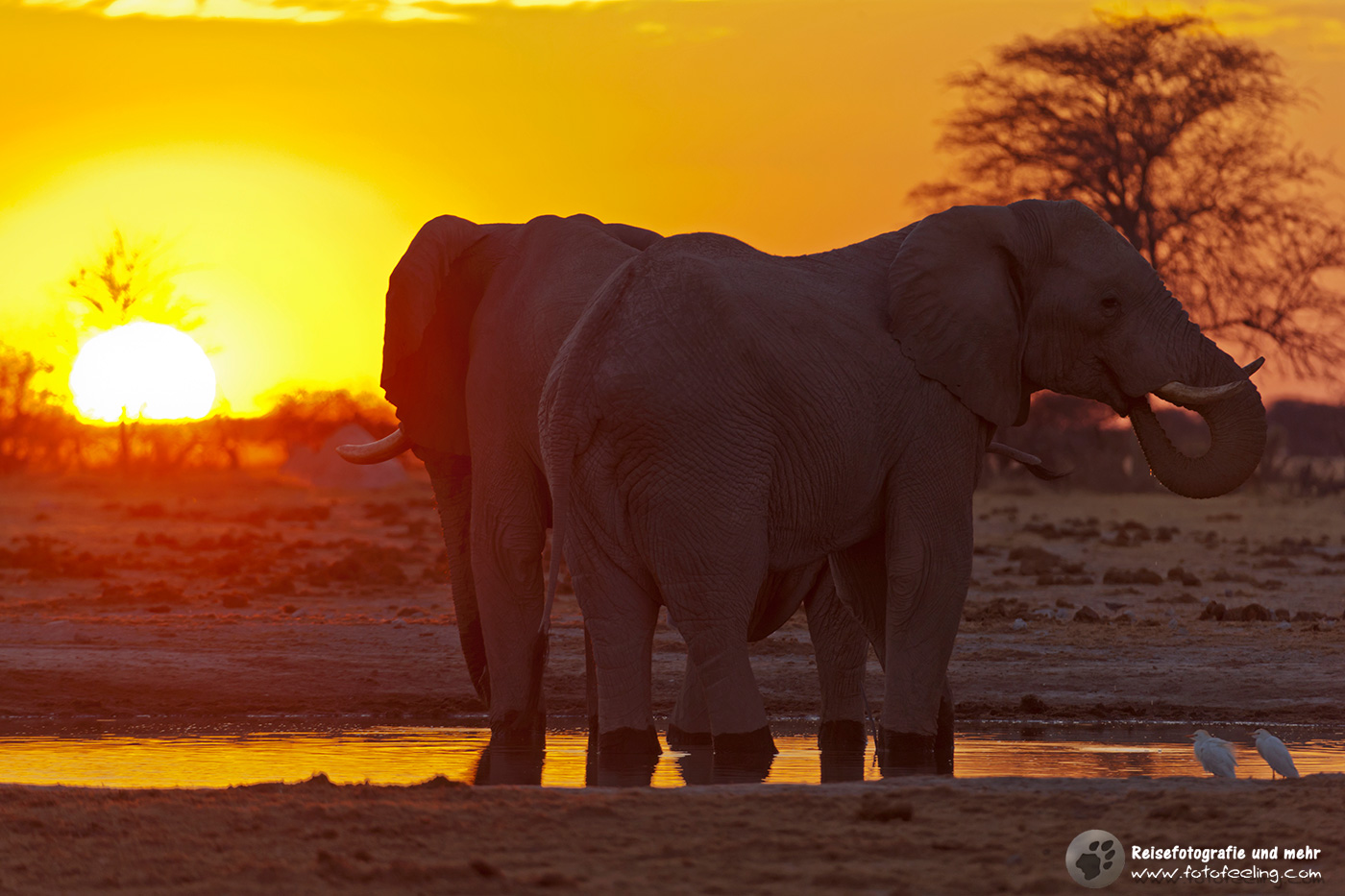 Afrikanische Elefanten(Loxodonta africana) im Sonnenuntergang