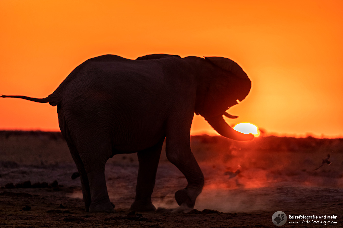 Afrikanischer Elefant (Loxodonta africana) im Sonnenuntergang
