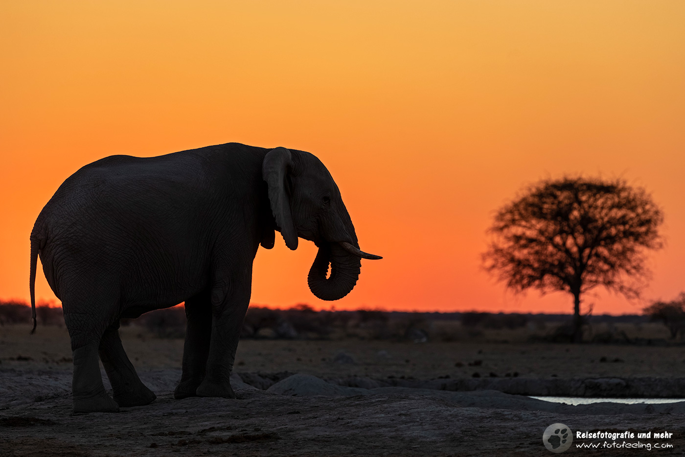 Afrikanischer Elefant (Loxodonta africana) im Sonnenuntergang