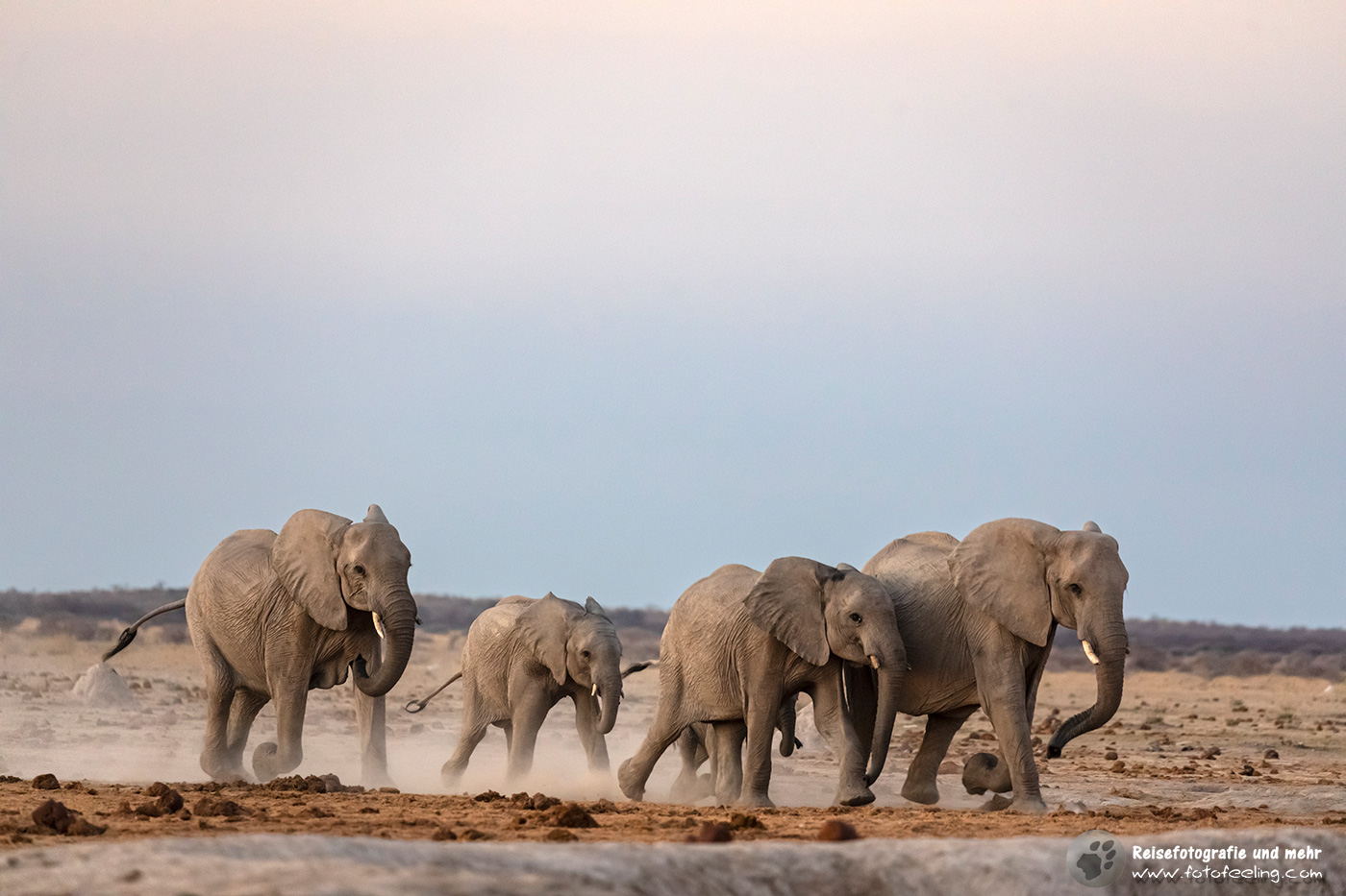 Afrikanische Elefanten(Loxodonta africana) ilaufen in der Dämmerung zum Wasserloch
