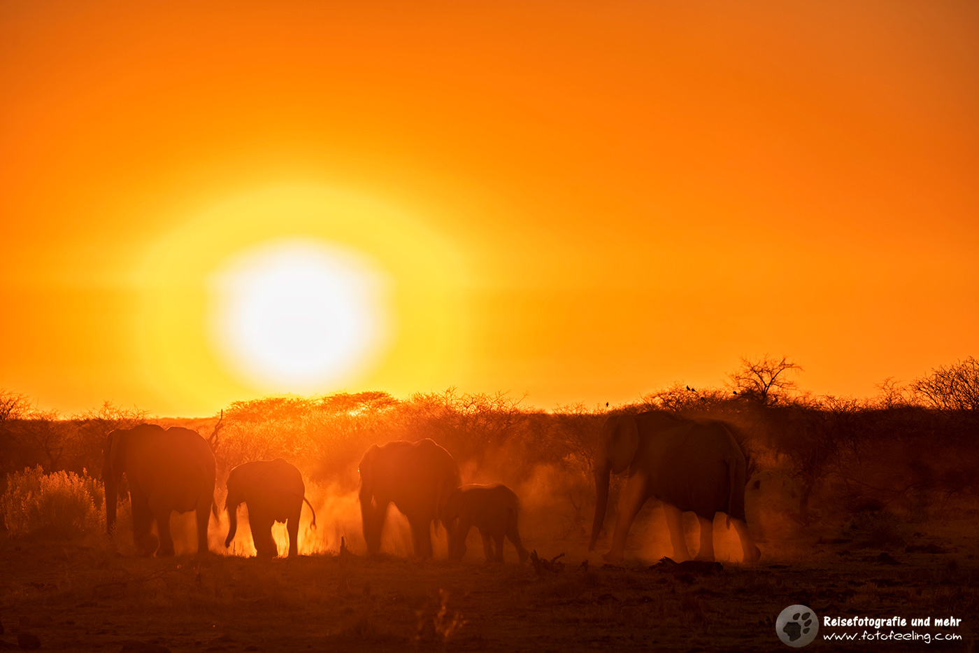 Afrikanische Elefanten(Loxodonta africana) im Sonnenaufgang