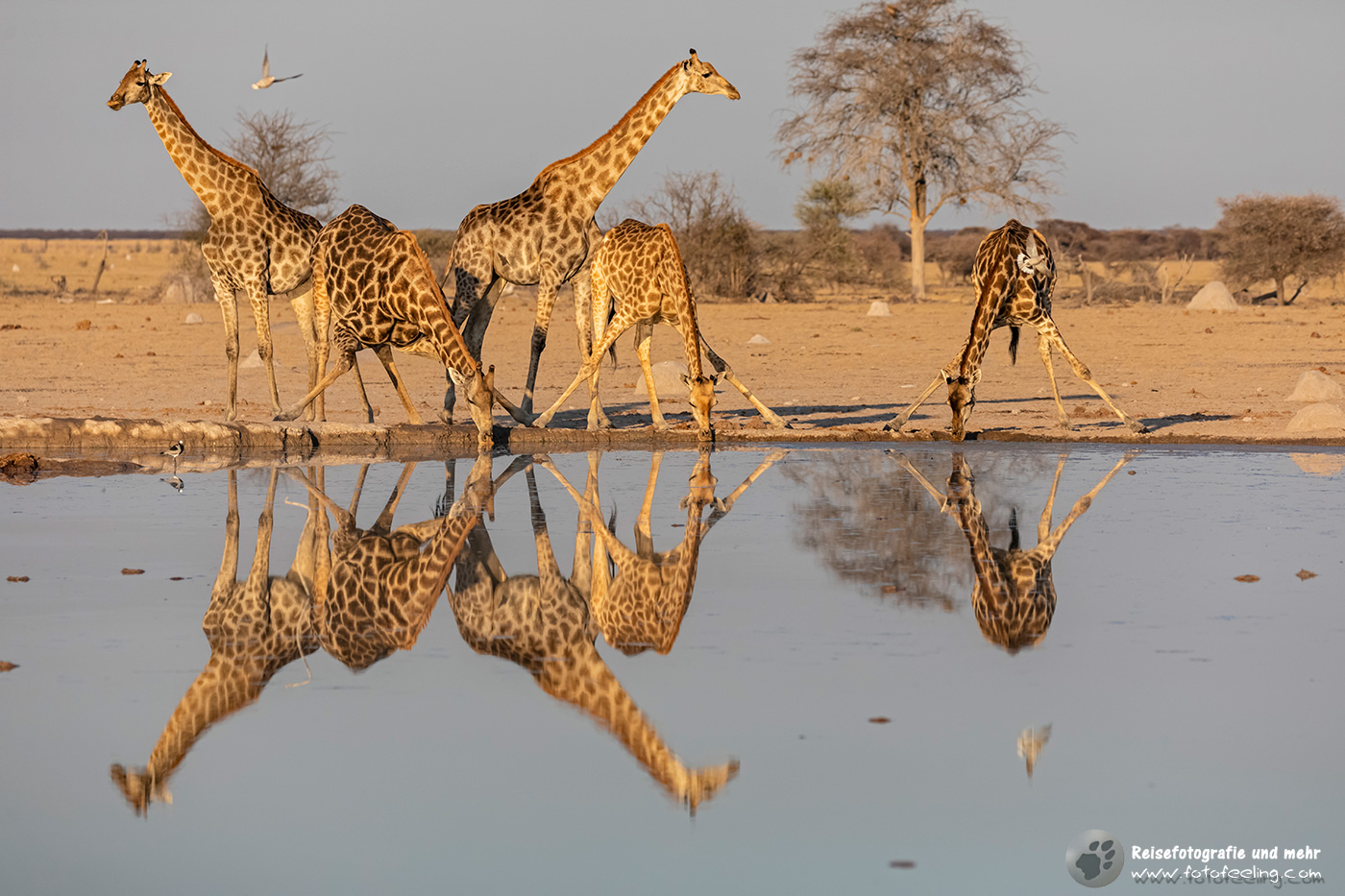 Afrikanische Giraffen am Wasserloch