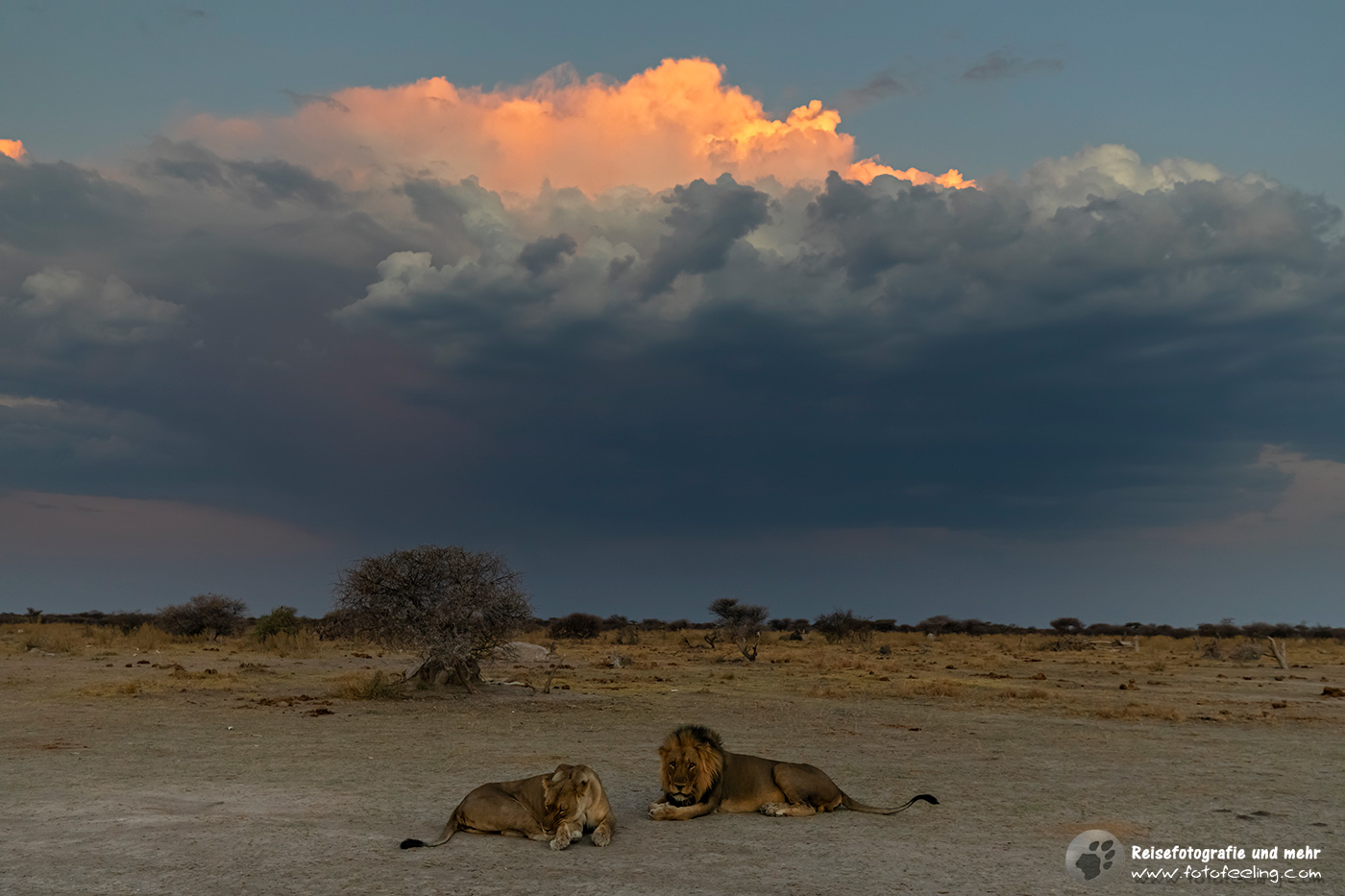 Löwen Paar (Panthera leo) in der Dämmerung
