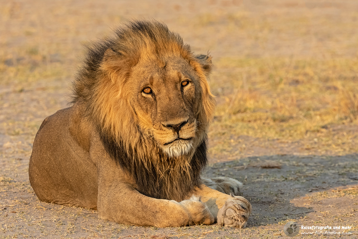 Löwe (Panthera leo)