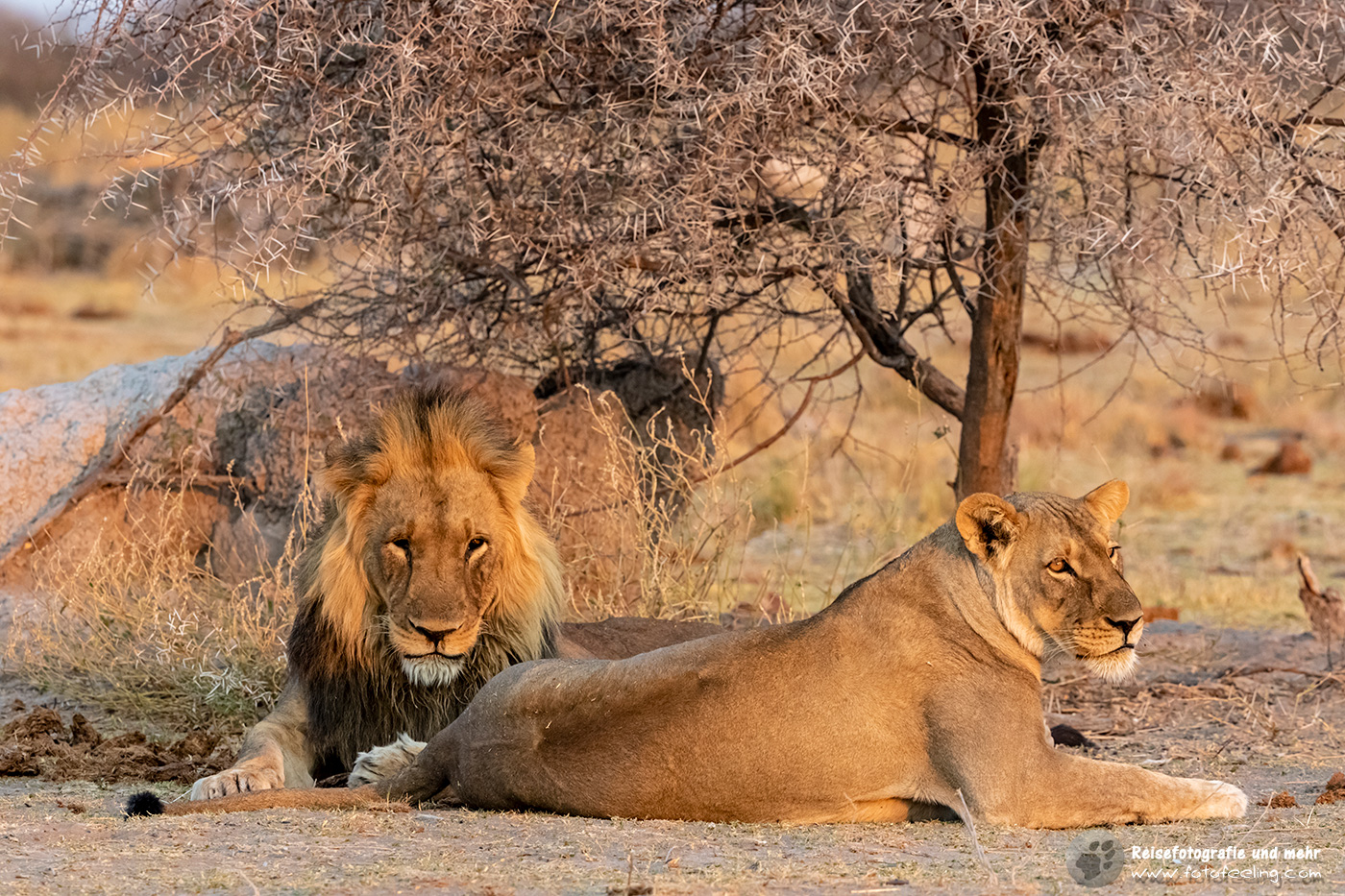 Löwen Paar (Panthera leo)