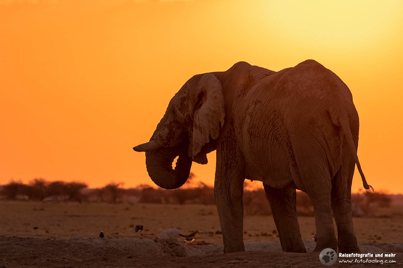 Afrikanischer Elefant (Loxodonta africana) im Sonnenuntergang