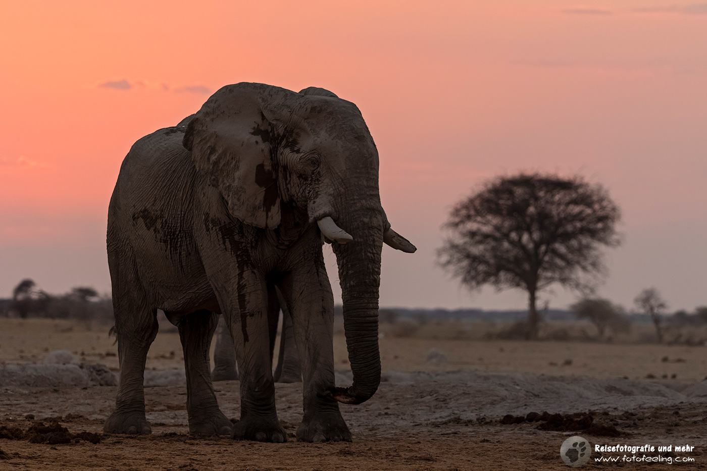 Afrikanischer Elefant (Loxodonta africana) im Sonnenuntergang