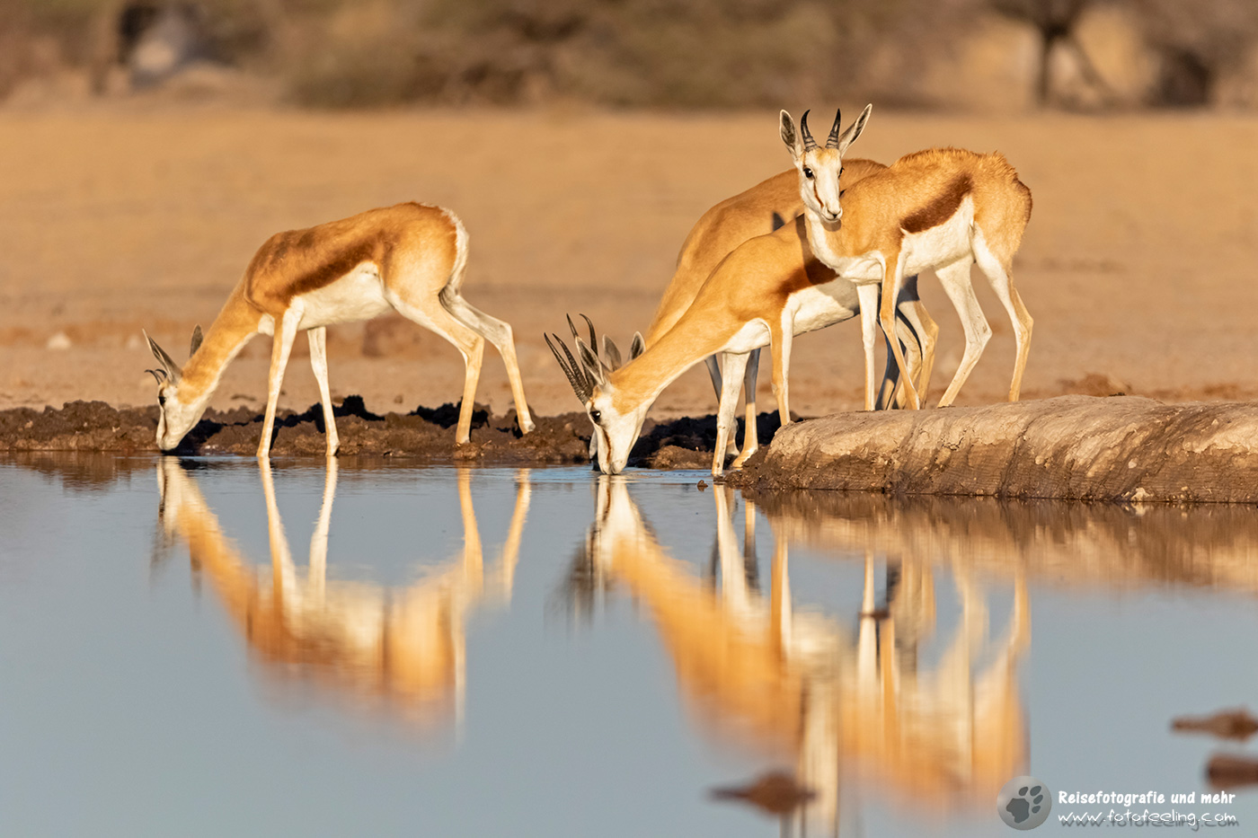 Springböcke (Antidorcas) am Wasserloch