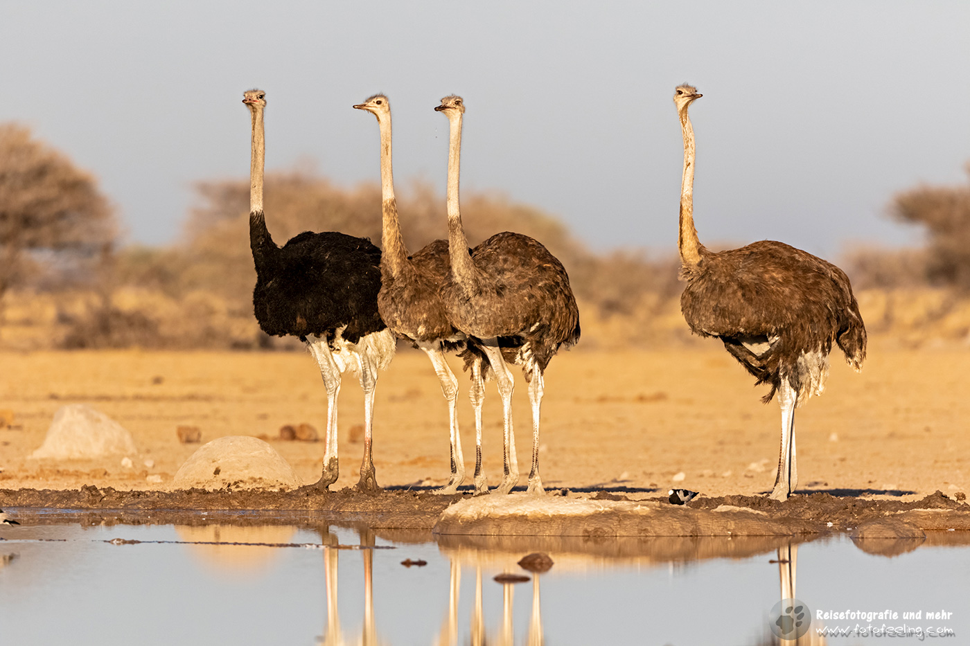 Strauße (Struthio) am Wasserloch