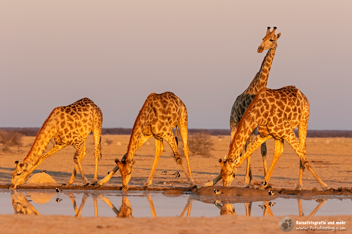 Afrikanische Giraffen am Wasserloch