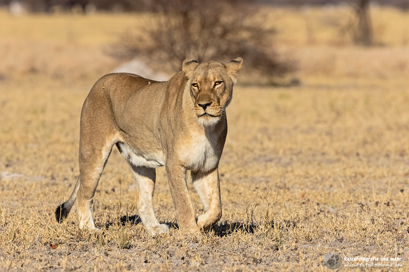 Löwin (Panthera leo)