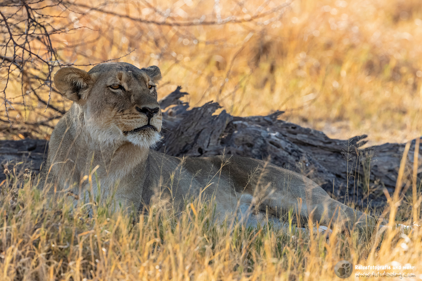 Löwin (Panthera leo) im Schatten