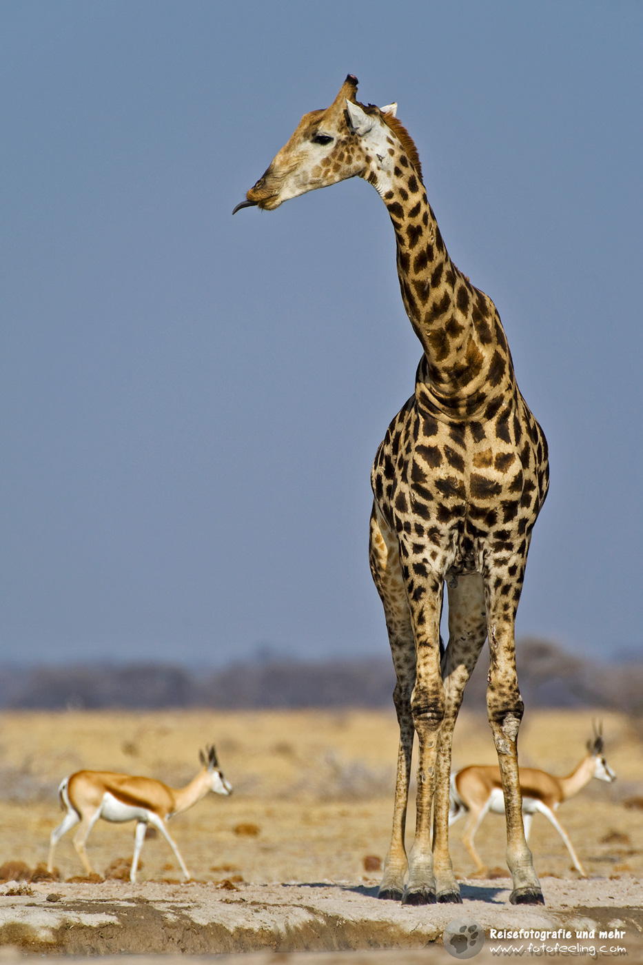 Giraffen (Giraffa) und Springböcke